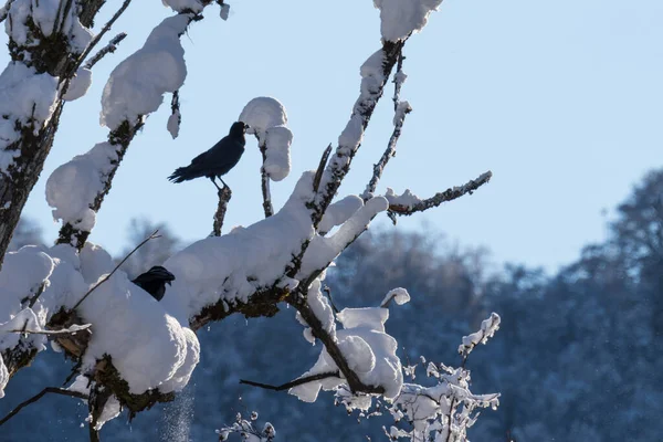 Corvo Galho Árvore Com Neve Inverno — Fotografia de Stock