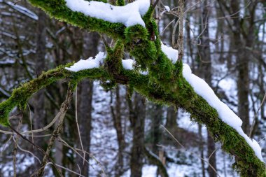 Karların altında yeşil yosun olan ağaç dalı