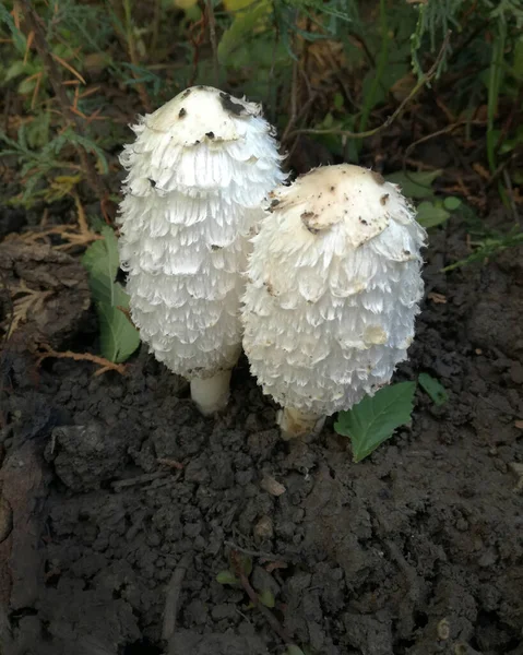 Zwei Weiße Pilze Waldrand — Stockfoto