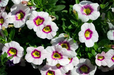 Bahçede çiçek açan güzel beyaz petunya