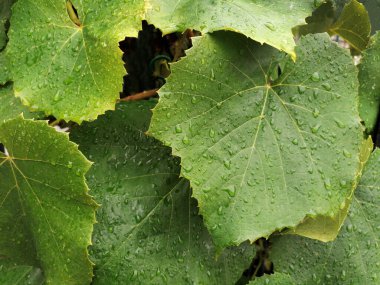 Üzüm yapraklarındaki yağmur damlaları. Yeşil çiçek deseni, üzüm yapraklarından duvar..                                                  