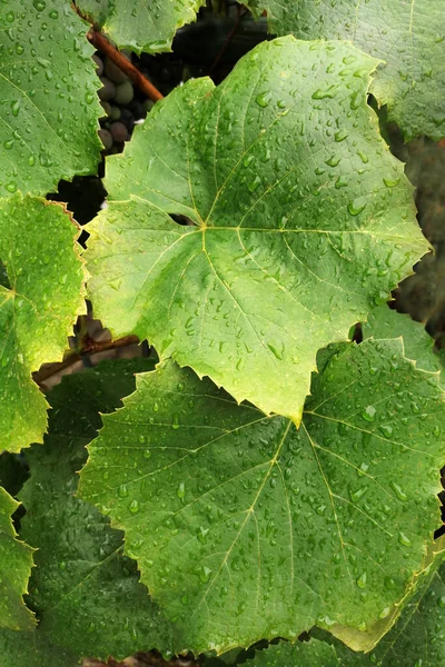 Regndroppar Druvbladen Grön Blommig Konsistens Vägg Vinblad — Stockfoto