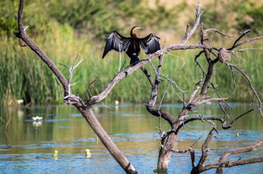 Pilanesberg Doğa Koruma Alanı manzarası.  