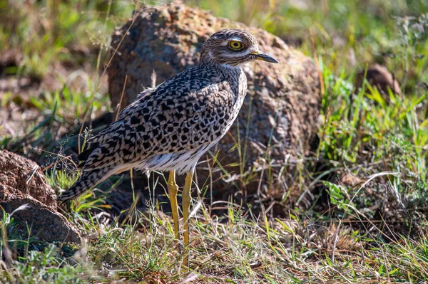 Benekli Kalın Diz, Pilanesberg Doğa Rezervi, Güney Afrika.
