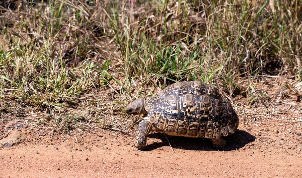 Mountain Tortoise Pilanesberg Nature Reserve South Africa — Stock Photo, Image