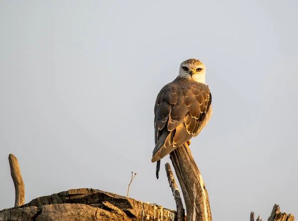 Black Shouldered Kite Mardevale Bird Sanctuary Южная Африка — стоковое фото