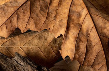 Sonbahar ya da kış geçmişi. Soyut bir makro resim.