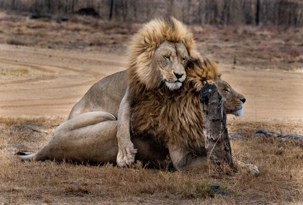 Interazione Leone Maschio Fotografato Sud Africa — Foto Stock