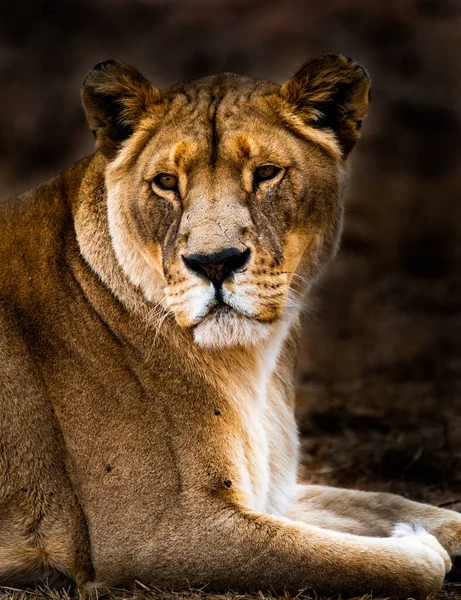 Leona Fotografiada Sudáfrica — Foto de Stock