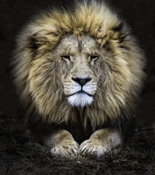 Muhteşem Afrika erkek aslanı. Güney Afrika 'da çekilmiş..