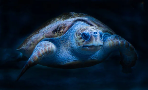 Loggerhead Turtle Swimming Black Background — Stock Photo, Image