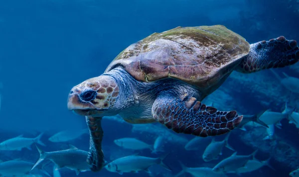 Loggerhead Turtle Swimming Underwater Deep Blue Ocean — Stock Photo, Image