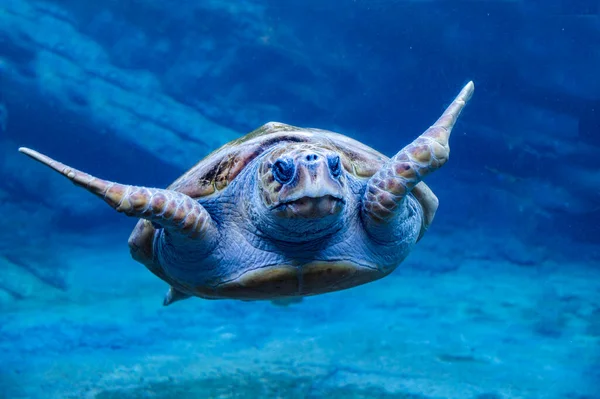 Loggerhead Turtle Photographed Underwater — Stock Photo, Image