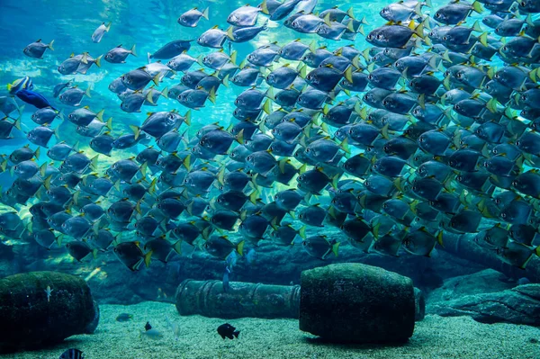 Natal Moonies Swimming Big Shoal — Stock Photo, Image