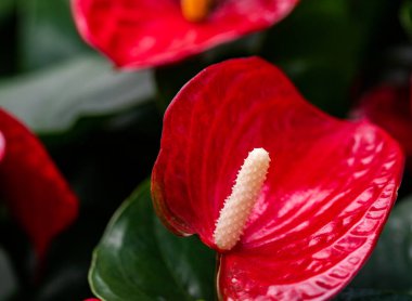Flamingo bitkisi. Kapalı bir çiçek türü. Güney Afrika 'da çekilmiş..