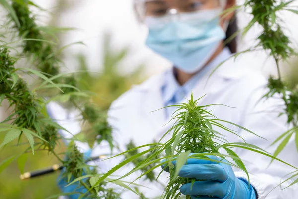 Researchers Studying Extraction Hemp Oil Cbd Cannabis Oil Medical Marijuana — Stock Photo, Image
