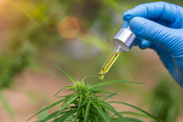 Hand Holding Pipette Cannabis Oil Cannabis Plant Cbd Oil Hemp — Stock Photo, Image