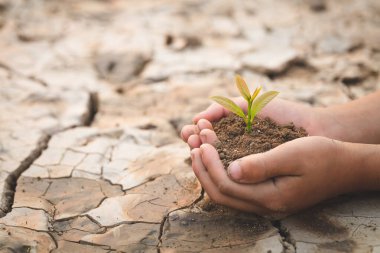 Kuru ve çatlamış toprağın arka planında küçük bir tohum tutan çocuk eli, bir ağaç dikmek, küresel ısınmayı azaltmak, Dünya Çevre Günü