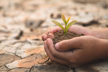 Ağaçlar kuru ve çatlamış toprağın arka planında yetişir, bir ağaç diker, küresel ısınmayı azaltır, ilkbahar, Dünya Çevre Günü, eko Toprak Günü.