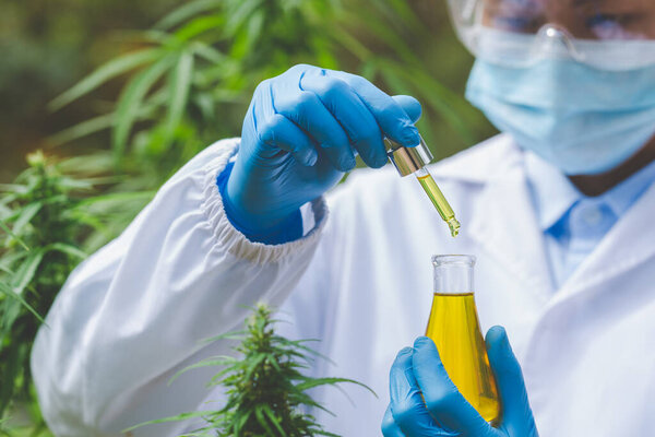 CBD hemp oil, Hand holding bottle of Cannabis oil against Marijuana plant. Herbal Treatment, Alternative Medicine