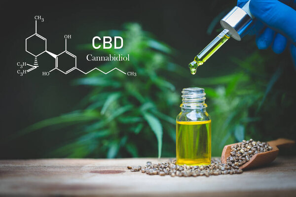 CBD hemp oil, Hand holding bottle of Cannabis oil against Marijuana plant. Herbal Treatment, Alternative Medicine