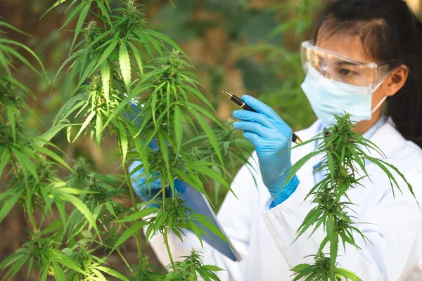 Marijuana Research Scientist Checking Analizing Hemp Plants Signing Results Laptop — Stock Photo, Image