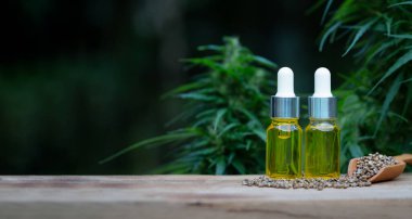 Esrar tohumları ve CBD yağ kenevir özü, yeşil kenevir yaprağı arka planı, Tıbbi esrar kavramı.