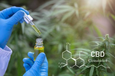 Elinde bir tüp kenevir yağı vardı. Kenevir yağı kavramı, CBD Kimyasal Formülü, tıbbi bitki kavramı. Cannabidiol veya CBD moleküler yapısal kimyasal formül.