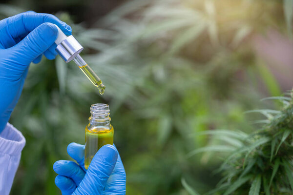 Hand holding bottle of Cannabis oil in pipette, Hemp oil, medical marijuana concept, CBD cannabis OIL. hemp product.