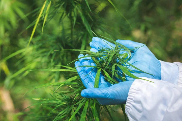 Docteur Femelle Vérifiant Recherchant Des Plantes Cannabis Marijuana Alternative Phytothérapie — Photo