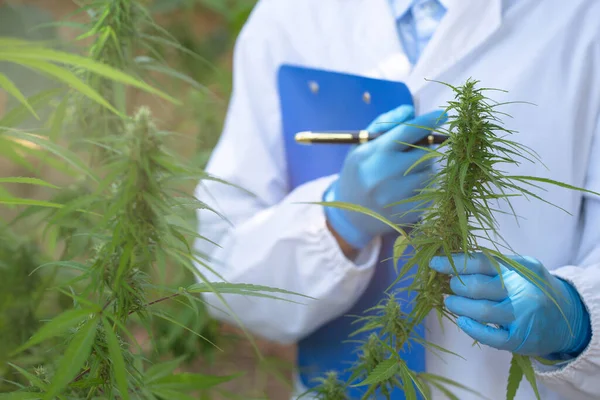 Female Scientists Researching Hemp Oil Cannabis Oil Cbd Concept Herbal — Stock Photo, Image
