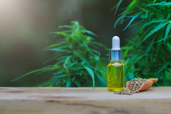 Cannabis Samen Und Cbd Cannabis Extrakt Grüner Hanfblätterhintergrund Medizinisches Cannabis — Stockfoto