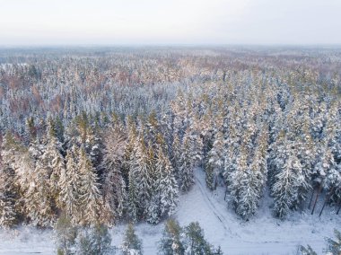 Manzaralı kış ormanlarının havadan görünüşü. Güzel doğa. Ağaçlar ve kar.
