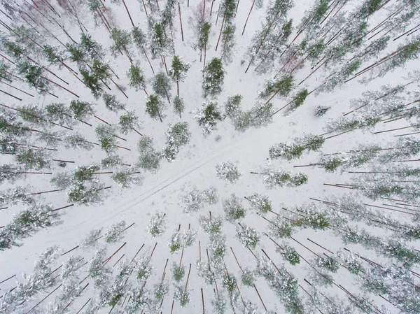冬の森のトップドローンビュー。雪に覆われた裸の木。景観. — ストック写真
