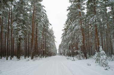 Kış ormanlarında karlı bir yol, karla kaplı kocaman ağaçlar. Manzara manzarası. Güzel doğa..