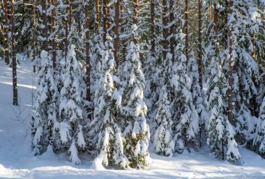 Kış ormanlarının manzarası. Çam ve çam ağaçları karla kaplı. Güzel doğa..