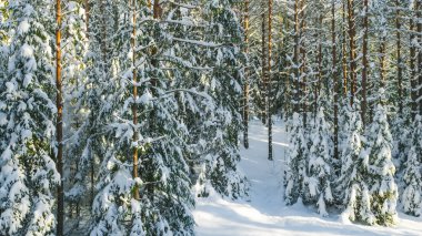 Kış ormanlarının manzarası. Çam ve çam ağaçları karla kaplı. Güzel doğa..