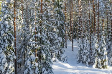 Kış ormanlarının manzarası. Çam ve çam ağaçları karla kaplı. Güzel doğa..