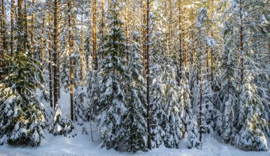 Kış ormanlarının manzarası. Çam ve çam ağaçları karla kaplı. Güzel doğa..