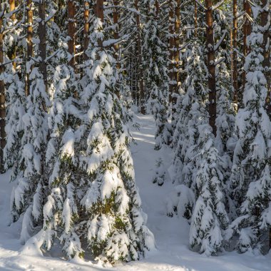 Kış ormanlarının manzarası. Karla kaplı ağaçlar.