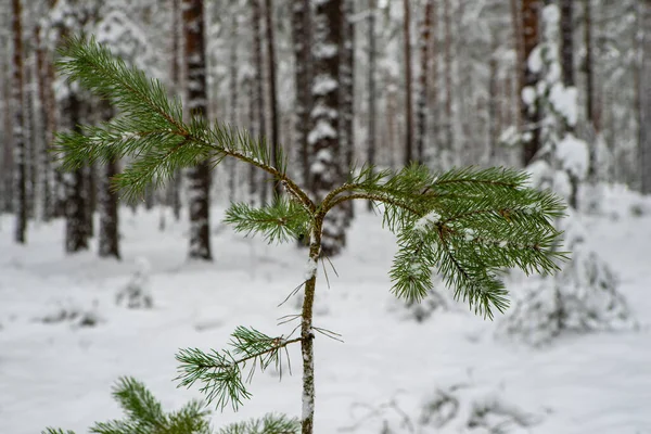 Primer plano de rama verde con nieve de pino joven. Bosque de invierno. — Foto de Stock