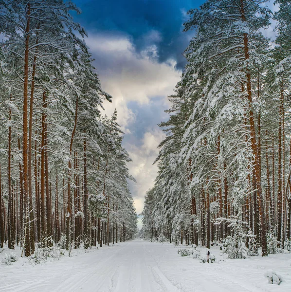 Camino nevado en el bosque de invierno con enormes árboles cubiertos de nieve. — Foto de Stock