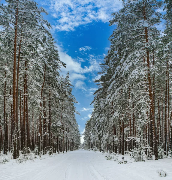 Camino nevado en el bosque de invierno con enormes árboles cubiertos de nieve. — Foto de Stock