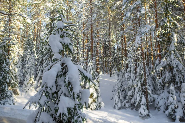 Paisaje escénico de bosque de invierno. Árboles cubiertos de nieve. — Foto de Stock