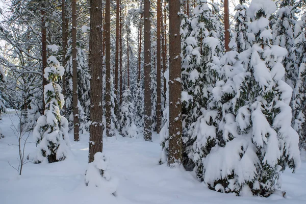Paisaje escénico de bosque de invierno. Árboles cubiertos de nieve. — Foto de Stock