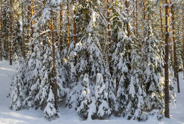 Paisaje escénico de bosque de invierno. Árboles cubiertos de nieve. — Foto de Stock