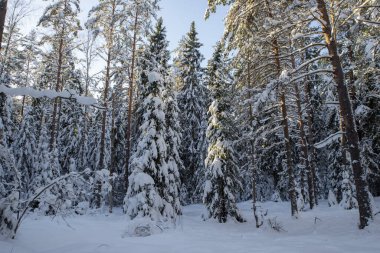 Kış ormanlarının manzarası. Karla kaplı ağaçlar.