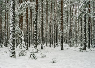 Çamlar karla kaplı. Kış ormanı Manzara manzarası.