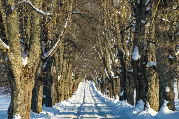 Paisaje escénico de invierno en un día soleado. Callejón cubierto de nieve entre árboles — Foto de Stock