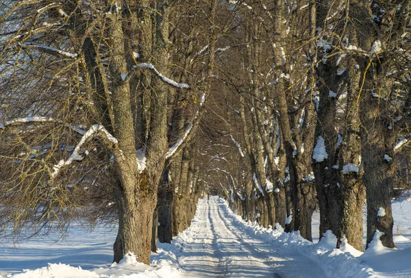 Paisaje escénico de invierno en un día soleado. Callejón cubierto de nieve entre árboles — Foto de Stock